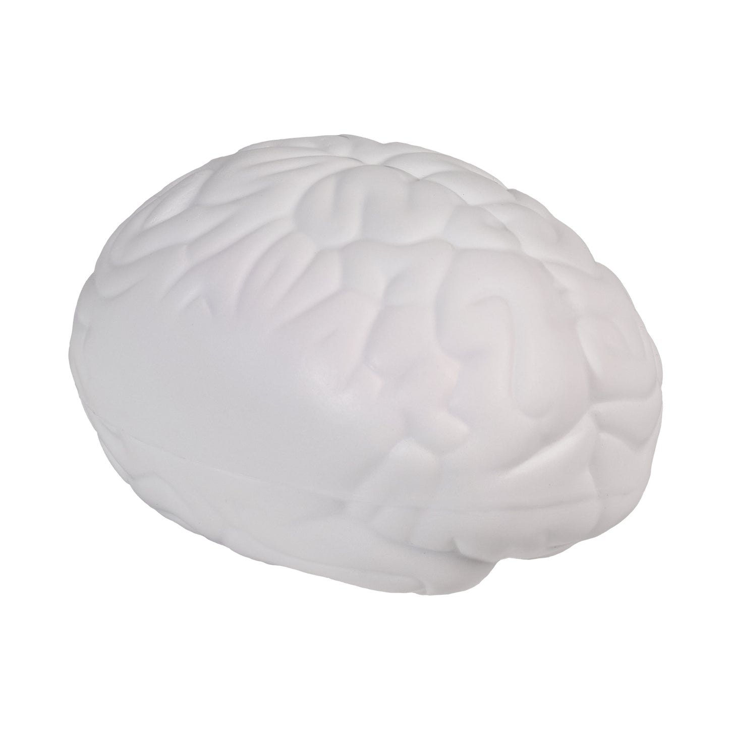 SQUISHY CEREBRO