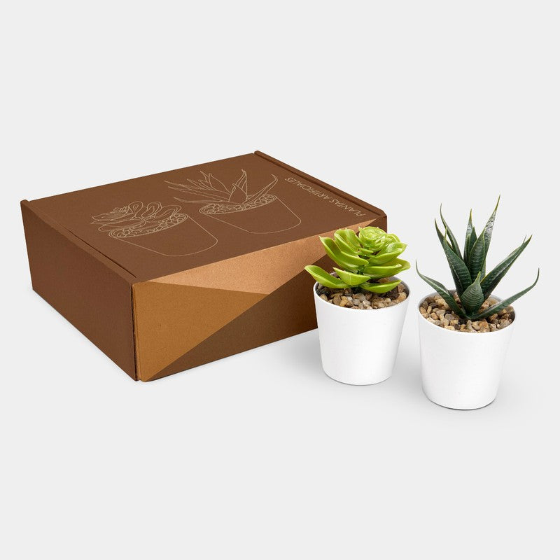 SET DE PLANTAS ALISO