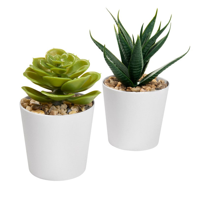 SET DE PLANTAS ALISO